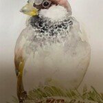 Original watercolour painting by Karen Shaw for home or business birds