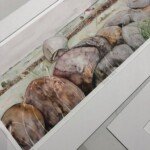 Original watercolour painting by Karen Shaw for home or business